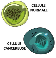 cellule-normale-cencereuse